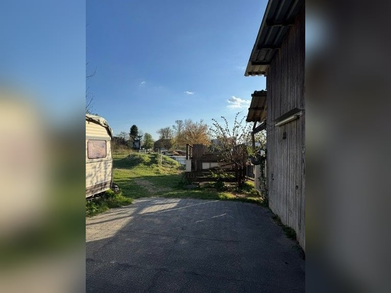 Posto in paddock aperto per cavalli o ponies – naturale e senza complicazioni