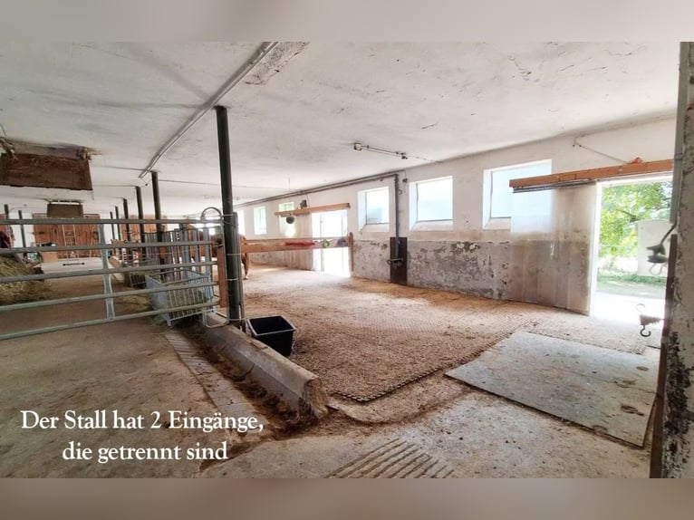 Posto in paddock aperto per cavallo di grossa taglia, castrone
