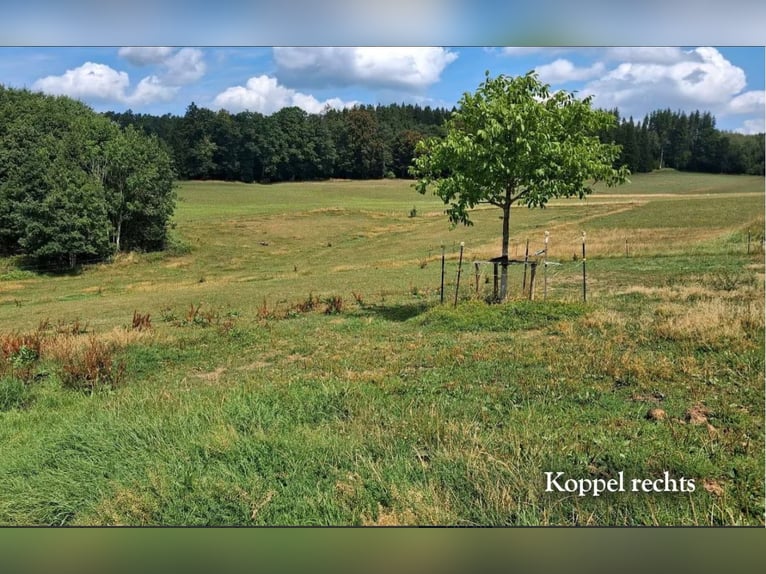 Posto in paddock aperto per cavallo di grossa taglia, castrone