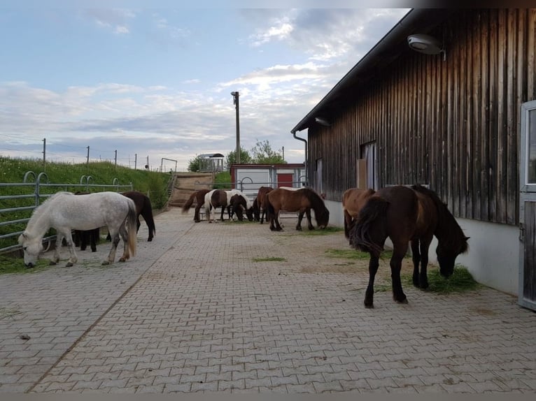 Posto in paddock aperto per cavallo islandese