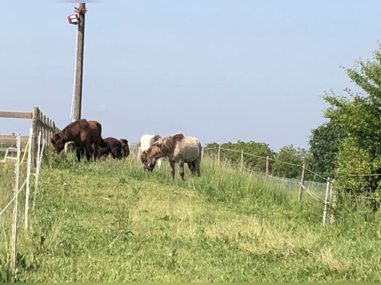 Posto in paddock aperto per cavallo islandese