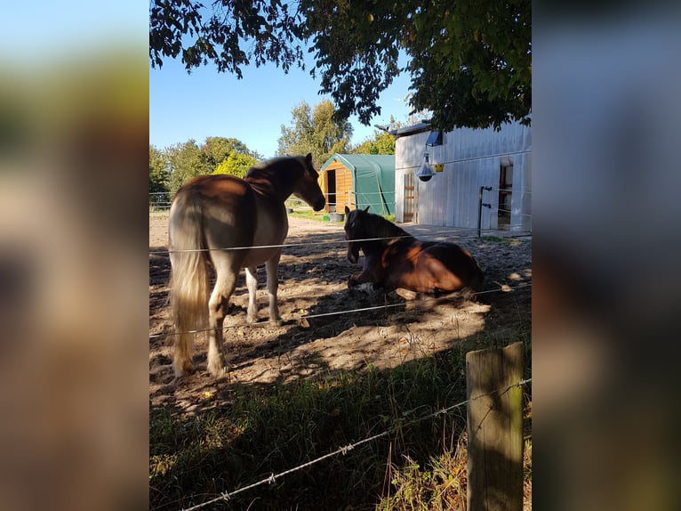 Posto in paddock aperto per gelding