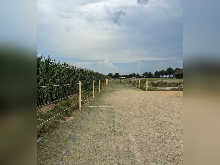 Posto in paddock disponibile alla fine di maggio