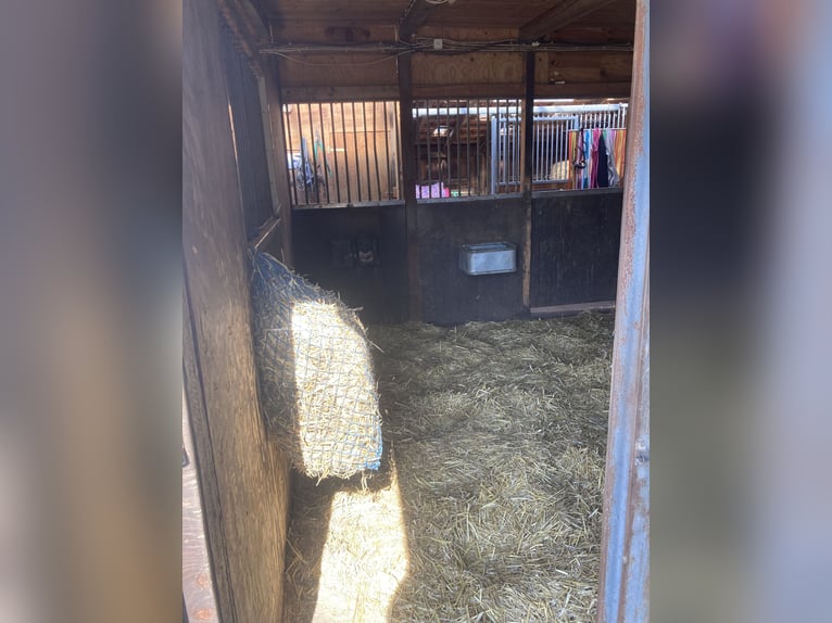 Posto in paddock libero disponibile nel paradiso dei cavalli a Dorsten, 46282