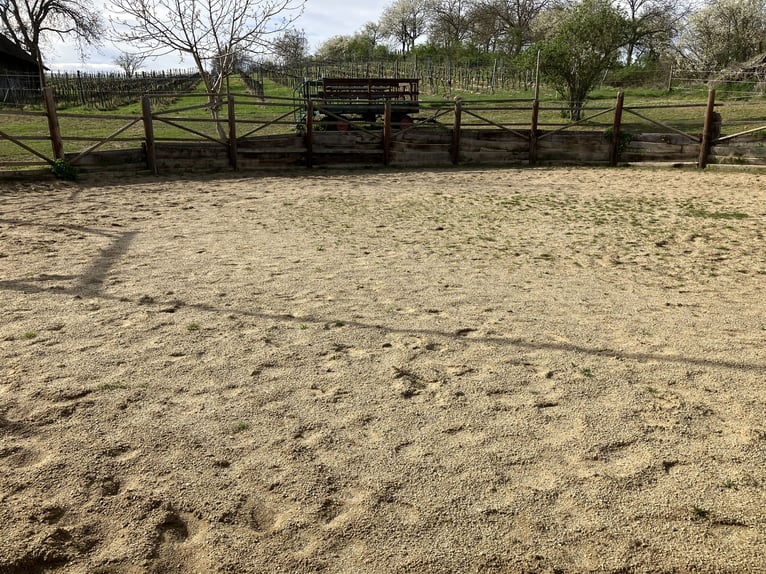 Posto in paddock libero presso Gaweinstal