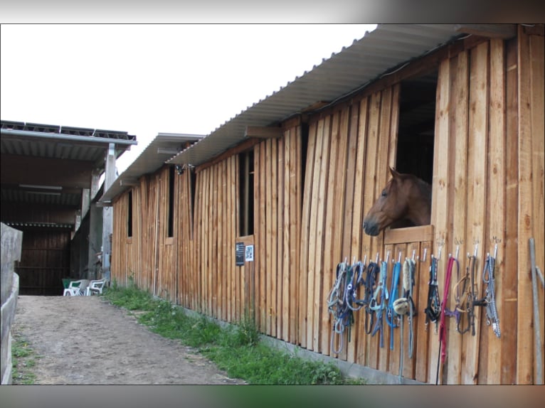 Posto in paddock o box singola con pensione completa disponibile