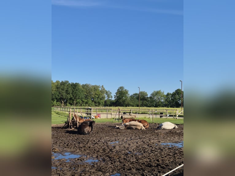 Posto in paddock o paddock trail aperto per pony