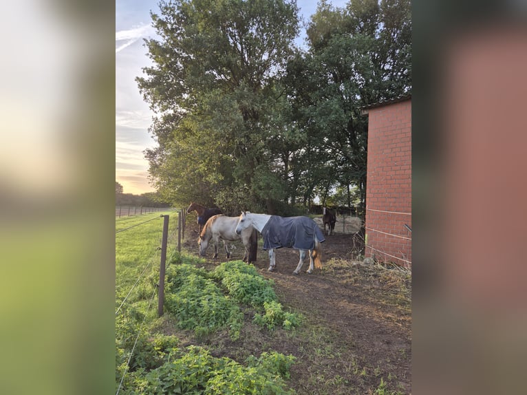 Posto in paddock o paddock trail aperto per pony
