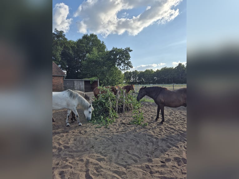 Posto in paddock o paddock trail aperto per pony