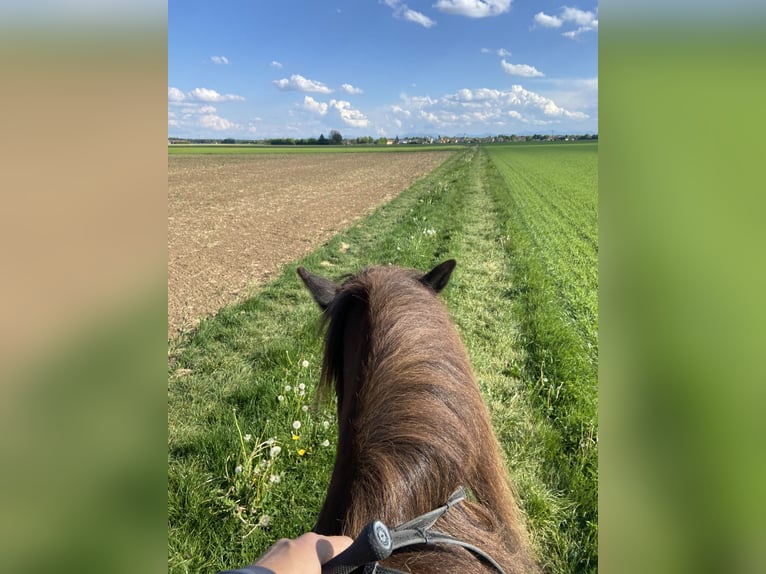Posto in paddock paradise per cavalla islandese o pony fino a circa 1,35 m.