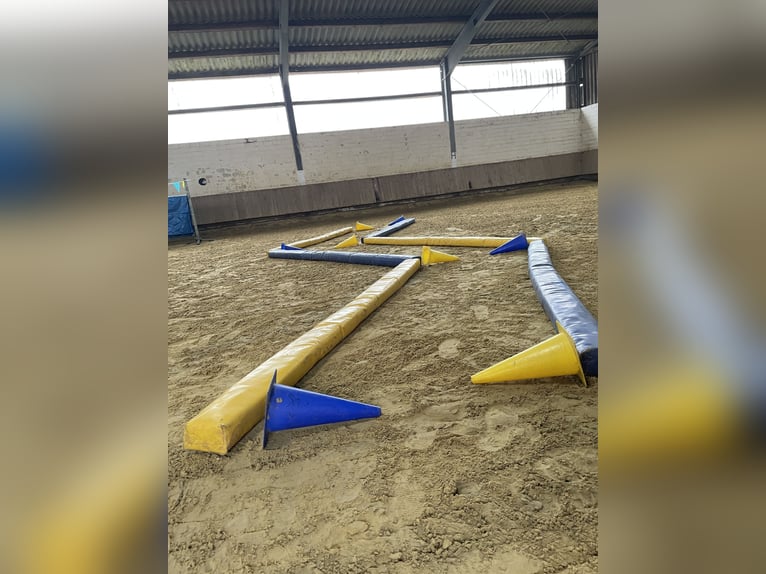 ‼️Posto in paddock privato‼️ Per castrone