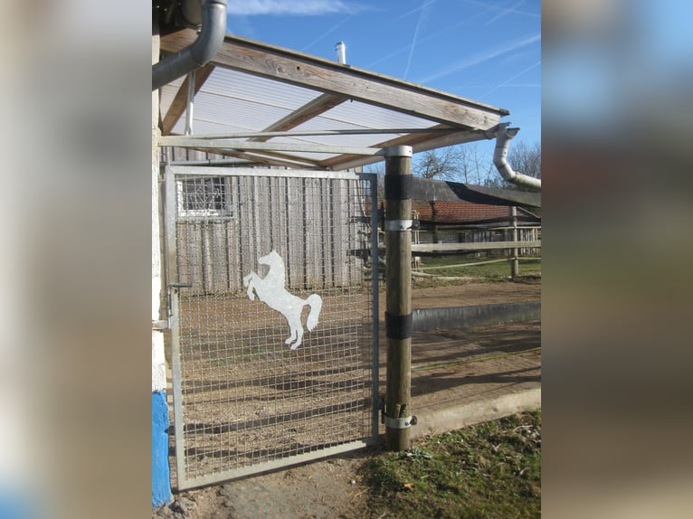 Posto in paddock/box per autosufficienza