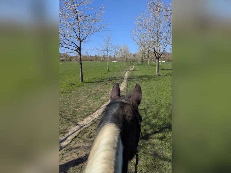 Posto libero in box aperto, adatto a cavalli con COPD, asma o reumatismi