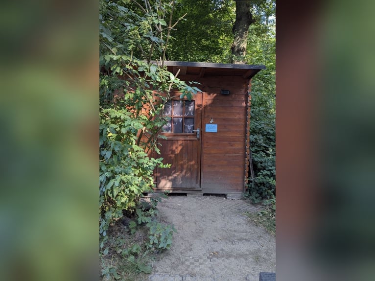 Posto libero in box aperto, adatto a cavalli con COPD, asma o reumatismi