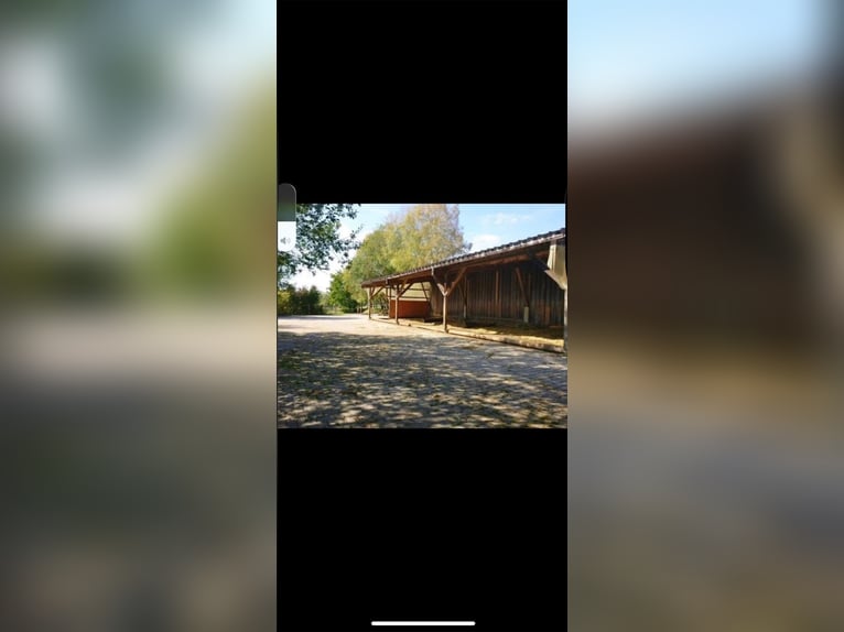 Posto libero in paddock all'aperto presso la Wide Field Ranch a Breitenfeld disponibile.