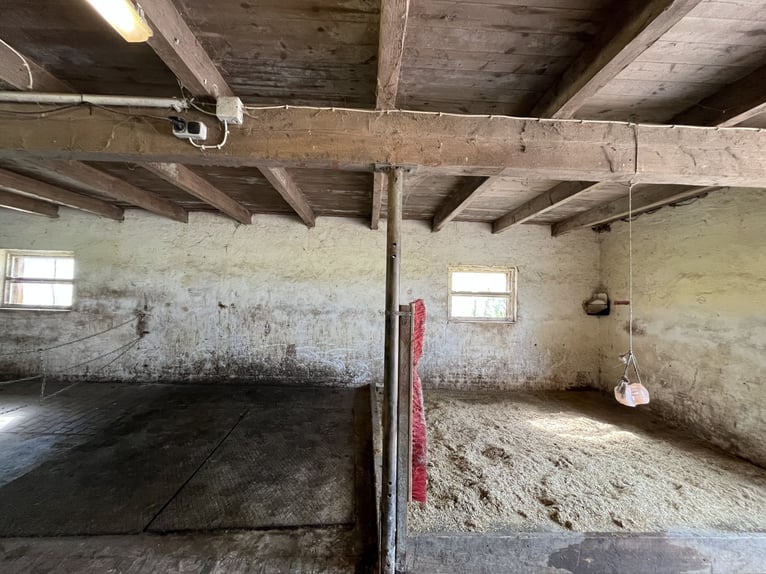 Posto libero in paddock aperto per 2 pony