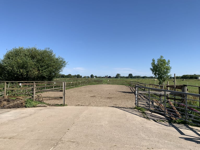 Posto libero in paddock aperto per 2 pony