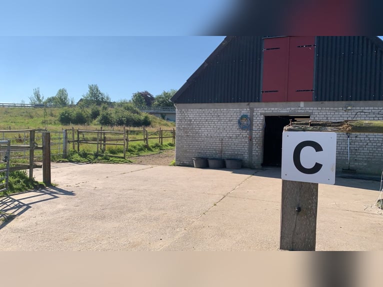 Posto libero in paddock aperto per 2 pony