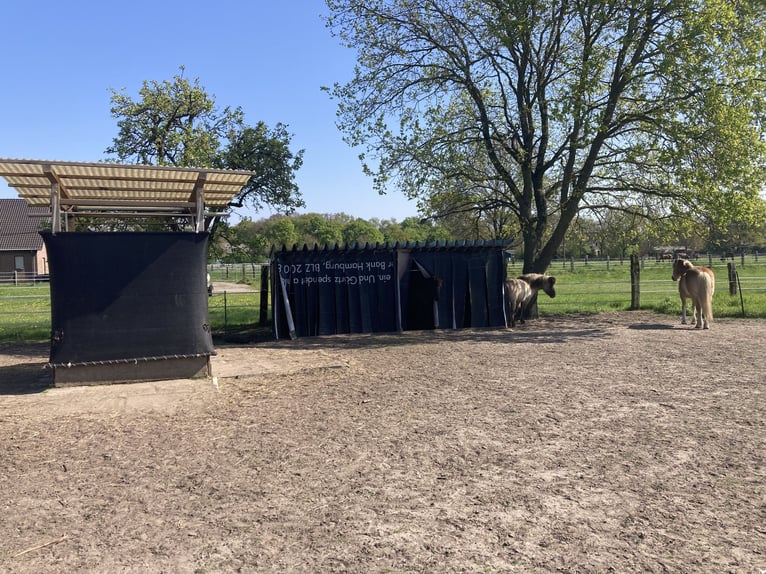 Posto libero nel paradiso dei cavalli in 46282 con paddock aperto