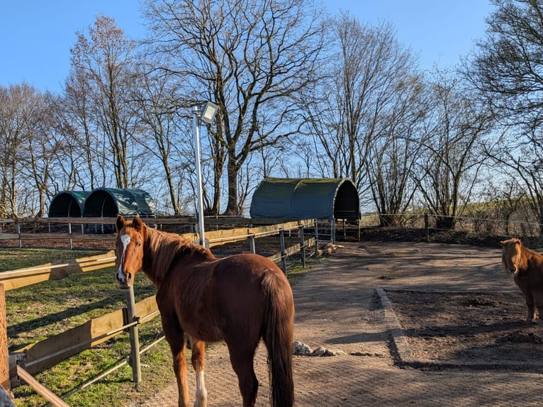 Posto libero per affittatore – paddock aperto – cercasi affittuario – per ogni cavallo