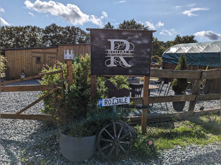 Posto libero per affittatore – paddock aperto – cercasi affittuario – per ogni cavallo