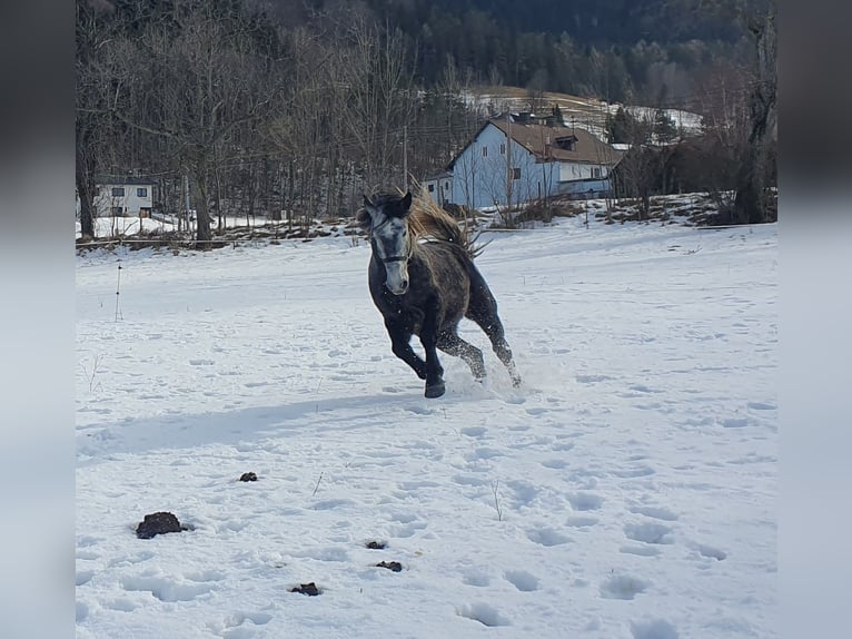 Posto per cavalla in pensione a Semmering