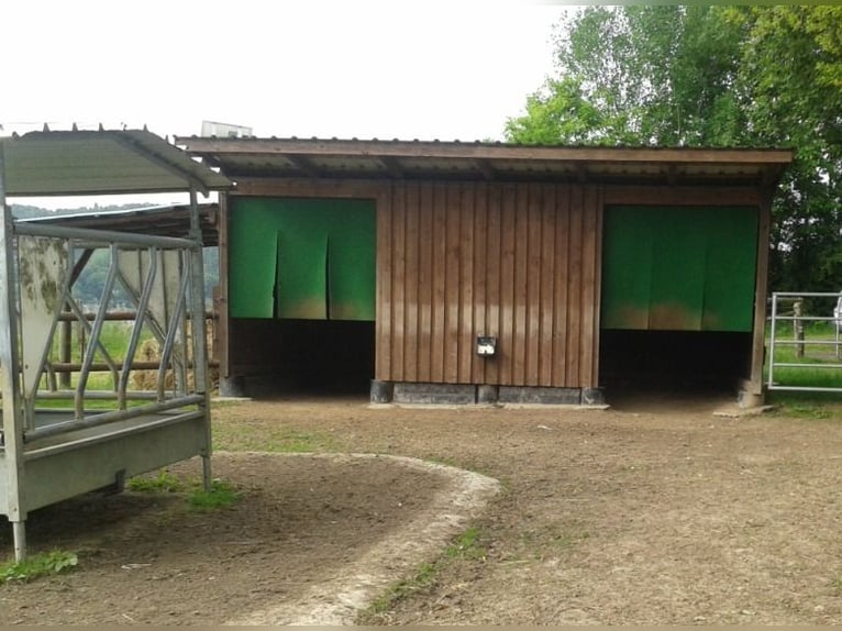 Renterplatz für Islandpferd in Offenstall- u. Weidehaltung frei