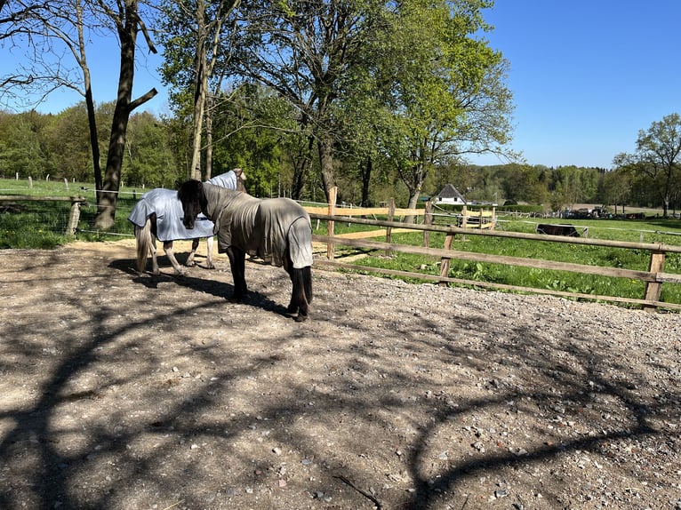 Ruhiger Offenstallplatz zu vergeben