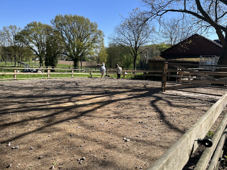Ruhiger Offenstallplatz zu vergeben