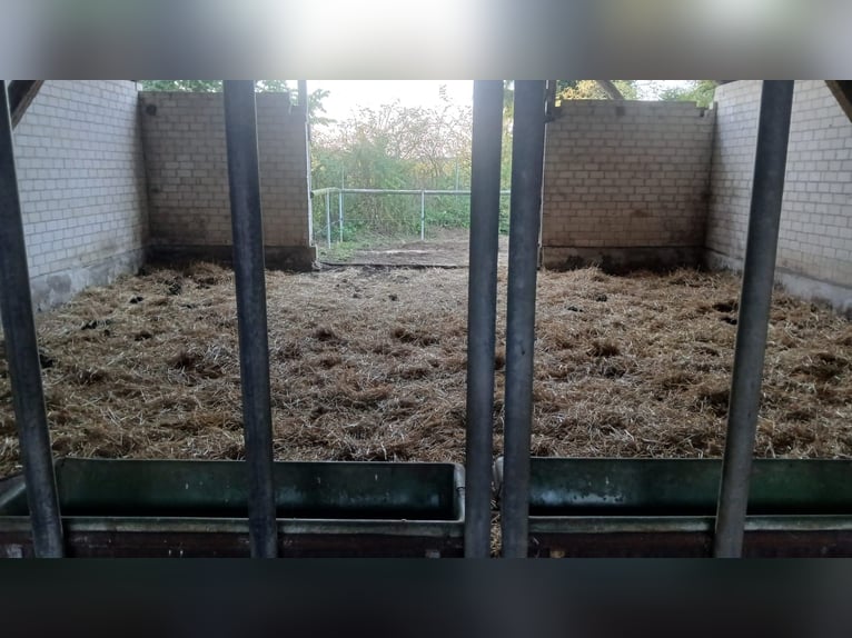 Spazio all'aperto e box per pensionati / cavalli anziani