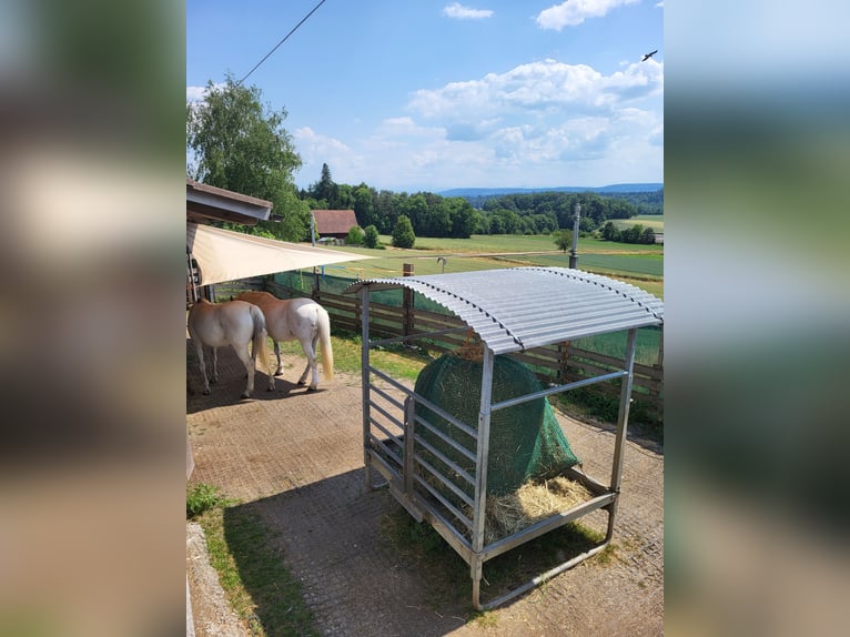 Un posto libero nel paddock aperto di gruppo a Kloten ZH
