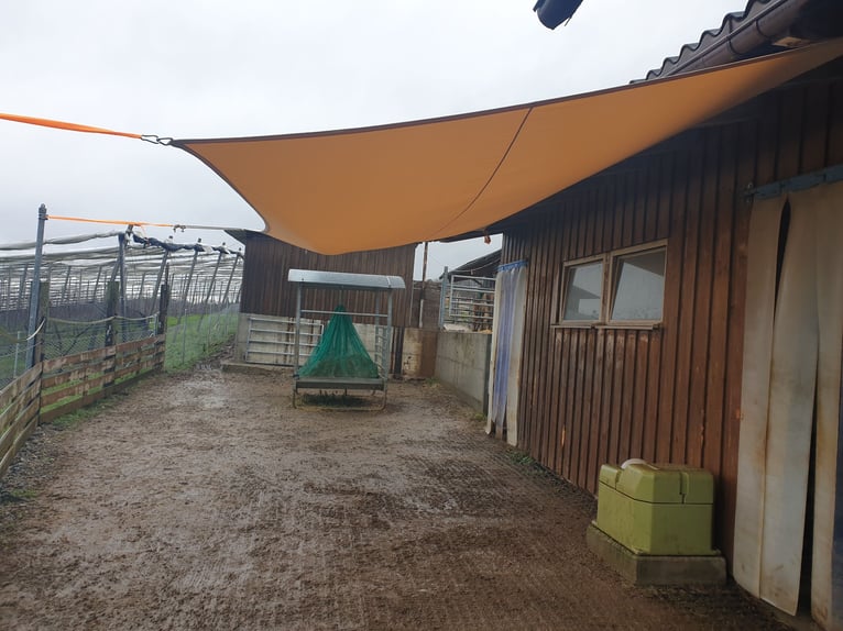 Un posto libero nel paddock aperto di gruppo a Kloten ZH