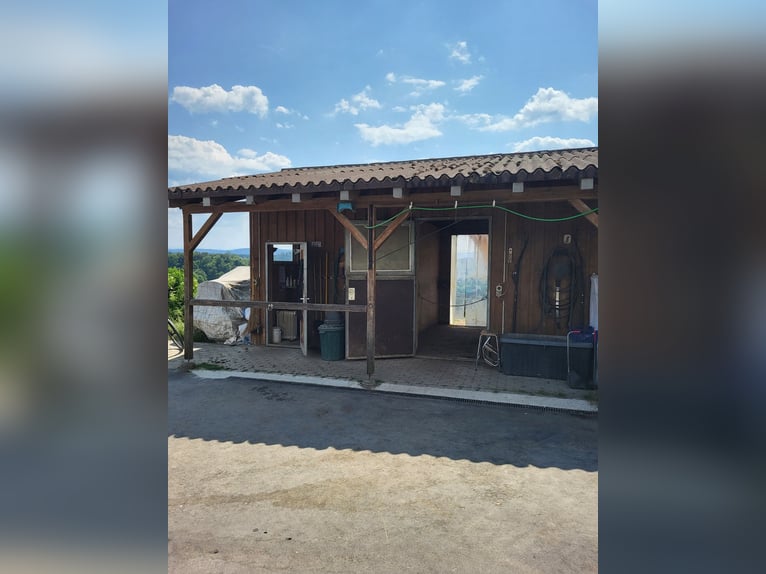 Un posto libero nel paddock aperto di gruppo a Kloten ZH