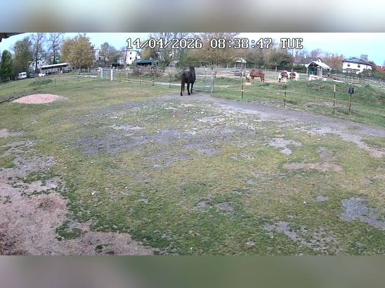 ...uno spazio per te e il tuo cavallo (senior)...