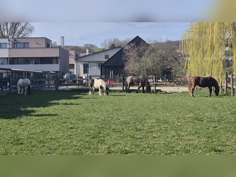 Vicino a Vienna, posto privato in paddock aperto