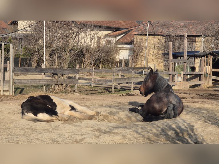 Vicino a Vienna, posto privato in paddock aperto