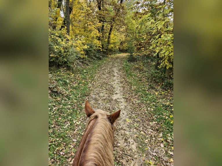 Vicino a Vienna, posto privato in paddock aperto