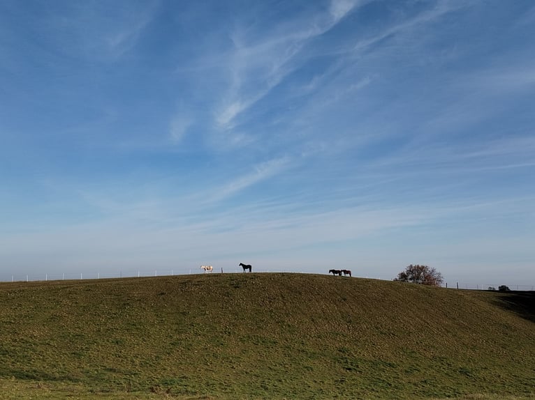 Weideplatz Offenstallplatz Weidehaltung