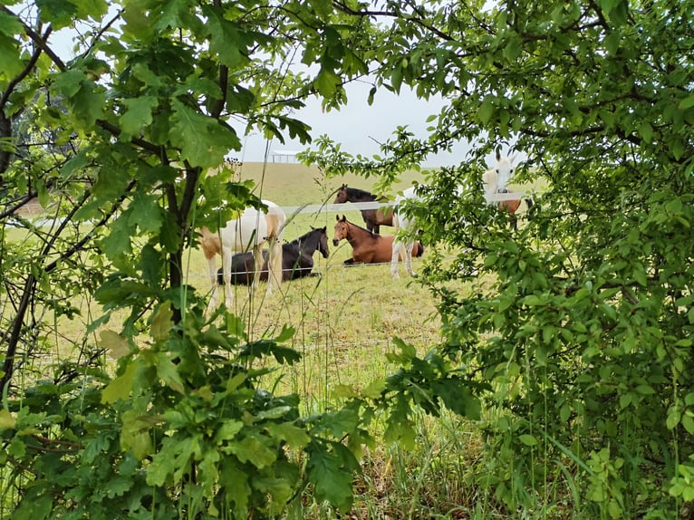 Weideplatz Offenstallplatz Weidehaltung