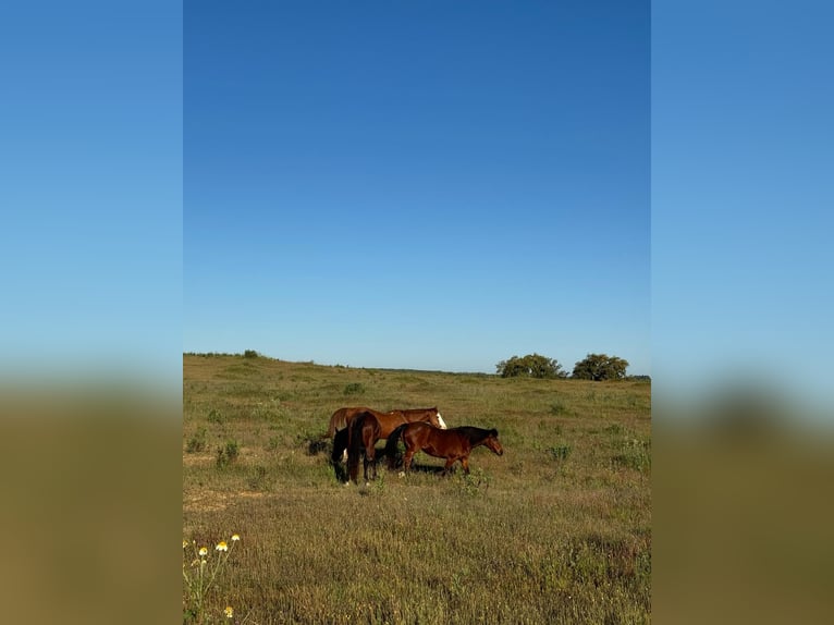 2 Traumgrundstücke ( insgesamt 137.000 qm) in Andalusien/ Almonte