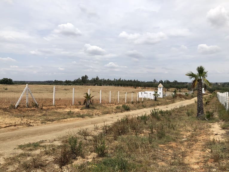 2 Traumgrundstücke ( insgesamt 137.000 qm) in Andalusien/ Almonte