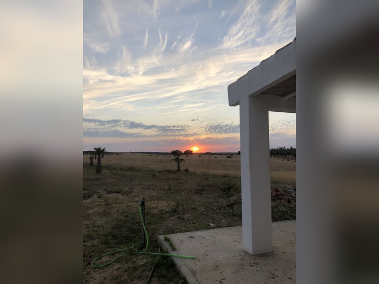 2 Traumgrundstücke ( insgesamt 137.000 qm) in Andalusien/ Almonte