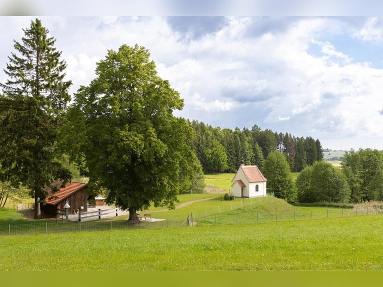 Acquisto di una casa colonica o di una fattoria in Allgäu, posizione isolata con circa 11 ettari di