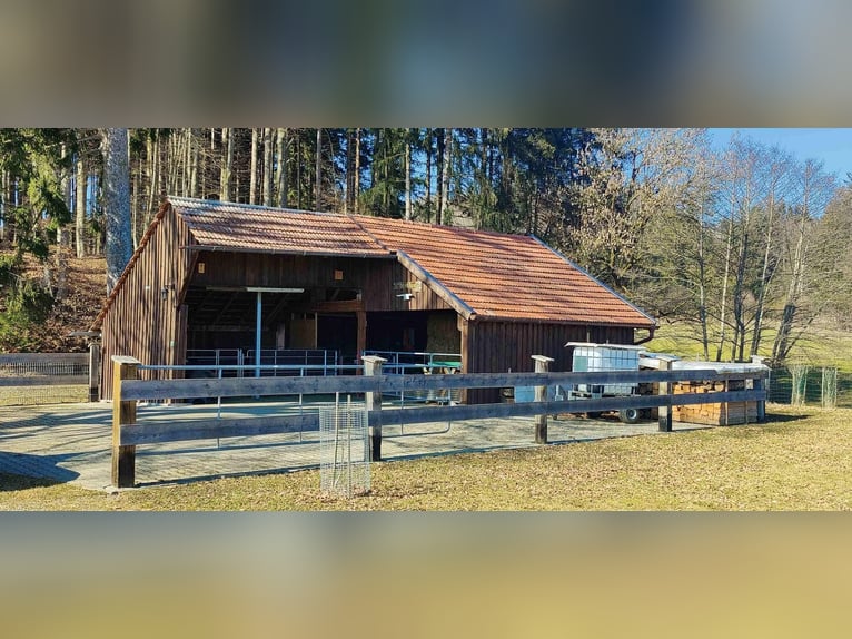 Acquisto di una casa colonica o di una fattoria in Allgäu, posizione isolata con circa 11 ettari di