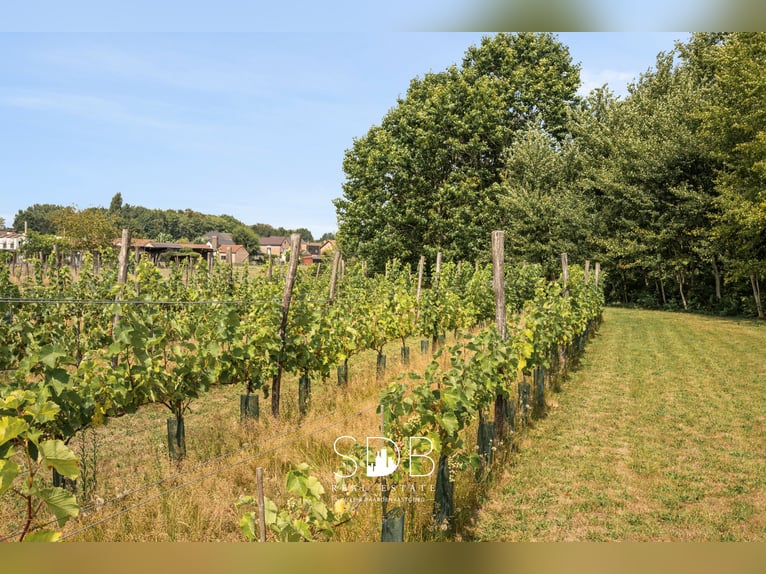 Affascinante proprietà con vigneto e pascoli su 14.569 m² a Wachtebeke | Belgio