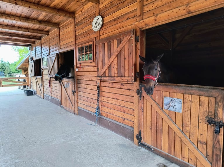 Azienda agricola con scuderia, centro equestre, casa di campagna / Casa di campagna con stalla