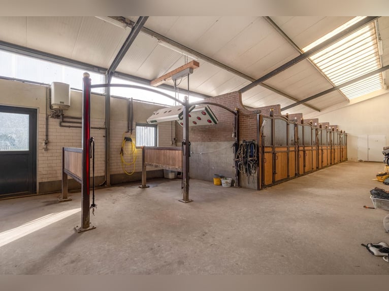 Azienda con strutture equestre professionali e ampie soluzioni abitative