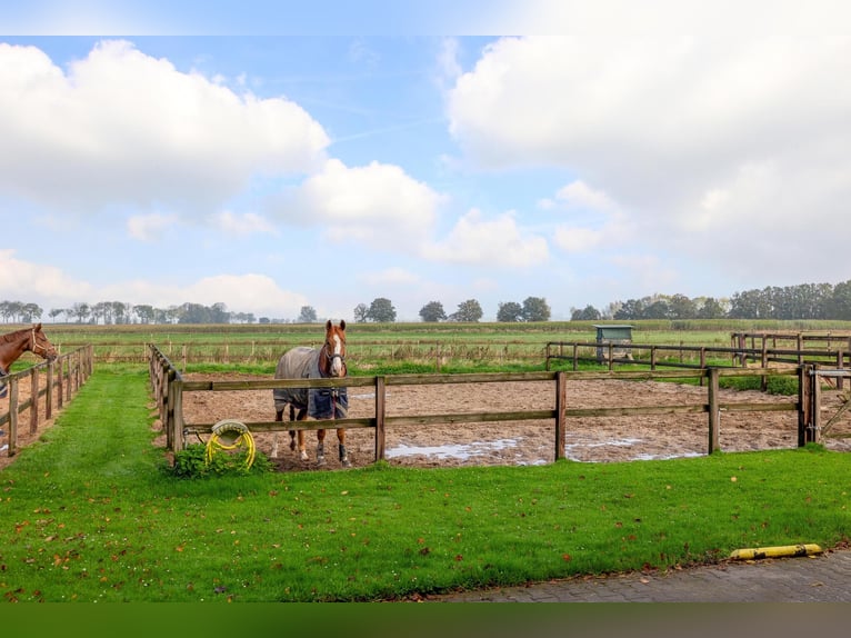 Azienda con strutture equestre professionali e ampie soluzioni abitative