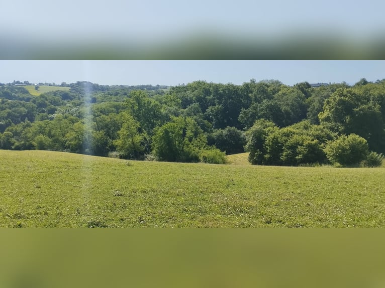 Azienda equestre di carattere su 17 ettari