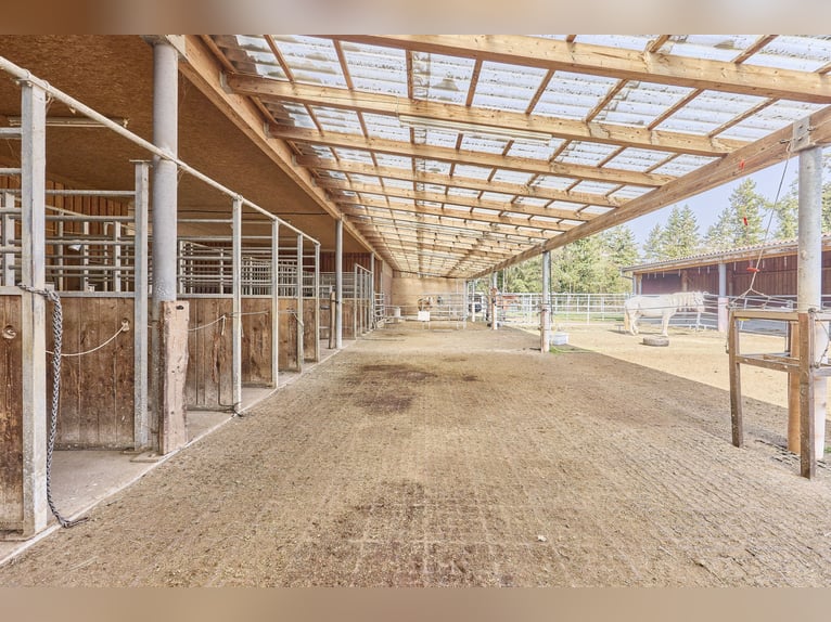 Azienda equestre in vendita nel distretto di Kitzingen con una moderna abitazione del 2019 e capacit